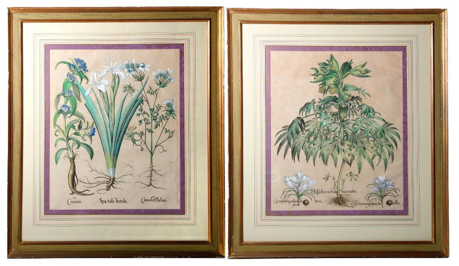Basilius Besler (1561-1629), Two Botanical Plates. Property of Alton F. Irby III (1 of 4)