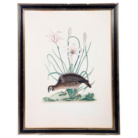 After Mark Catesby (1682-1749), Partridge Print