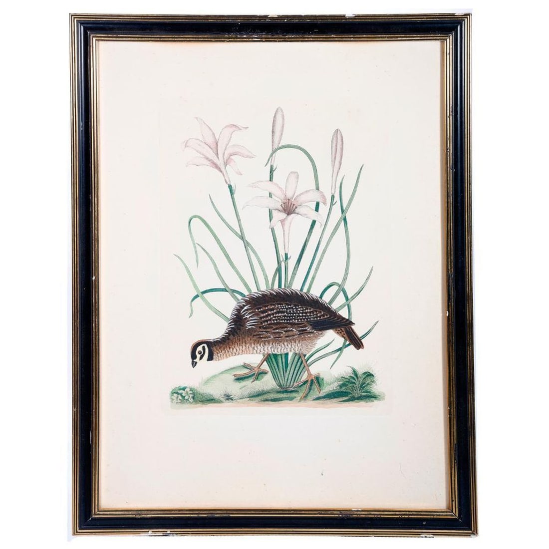 After Mark Catesby (1682-1749), Partridge Print: AFTER MARK CATESBY (1782-1749). American Partridge and Attamusco Lily. Hand-colored engraving. Plate strike approx. 14" x 10 3/8"; sheet approx. 21" x 16." Condition: light toning; scattered slight sp