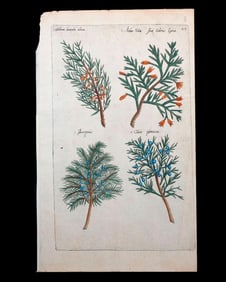 SWEERT, Emanuel (b. 1552); from Florilegium