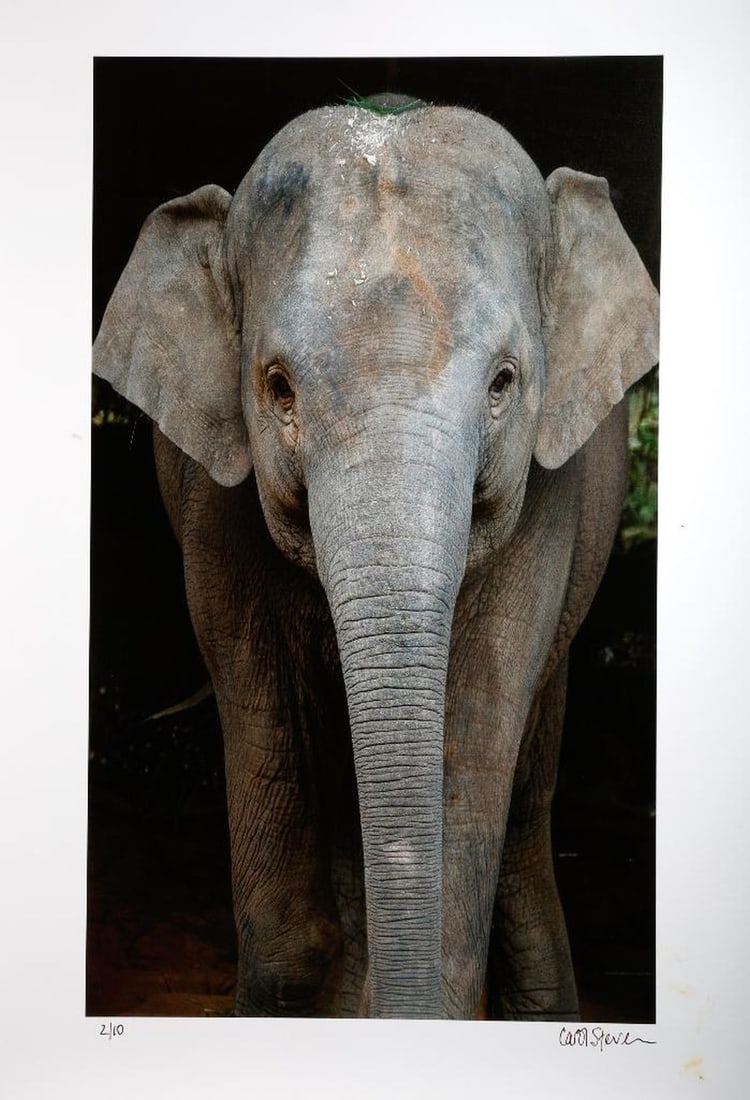 Carol Stevenson Color Photog Prints (6), with Books (1 of 5)