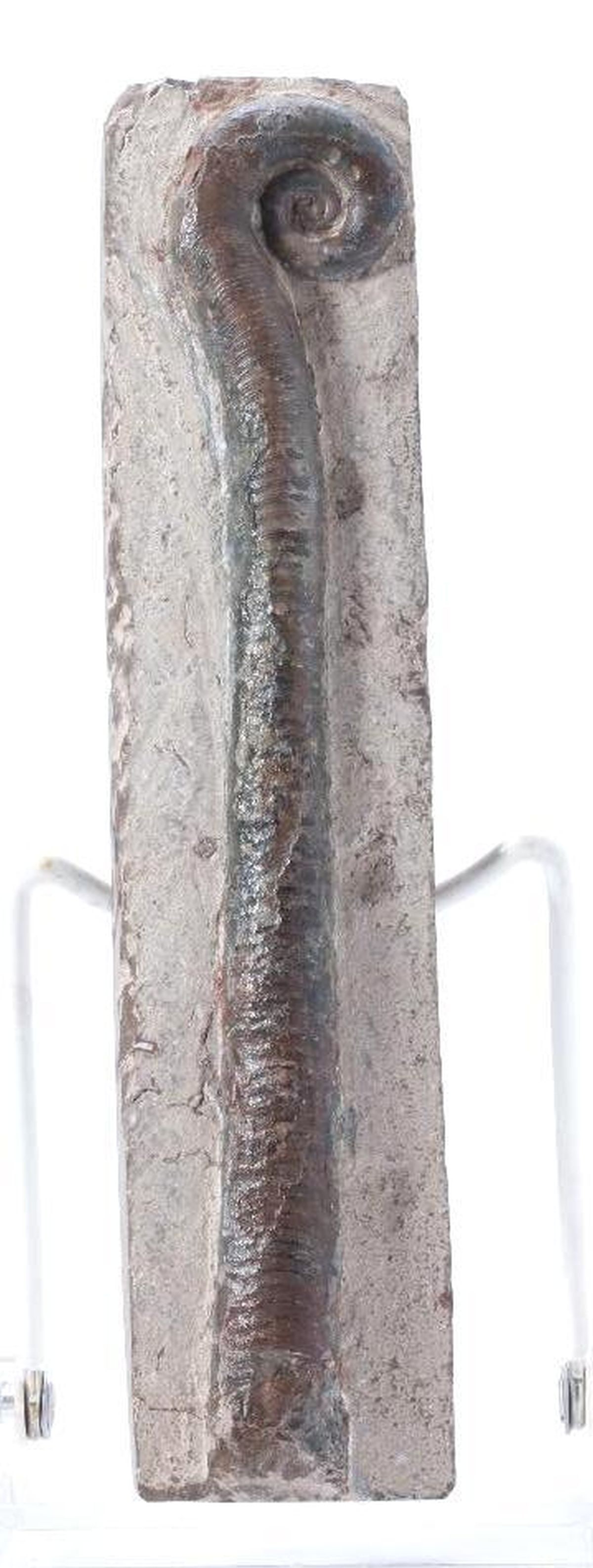 Large Ammonite Fossil: A large ammonite fossil, 8 1/2" x 2".