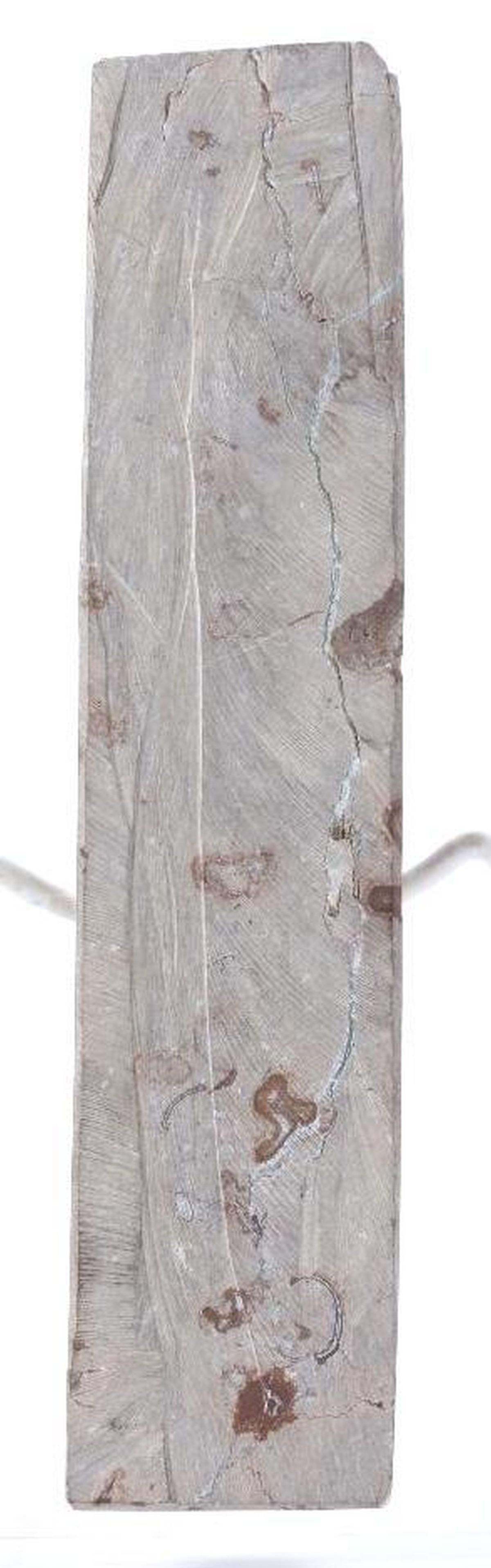 Large Ammonite Fossil - 2