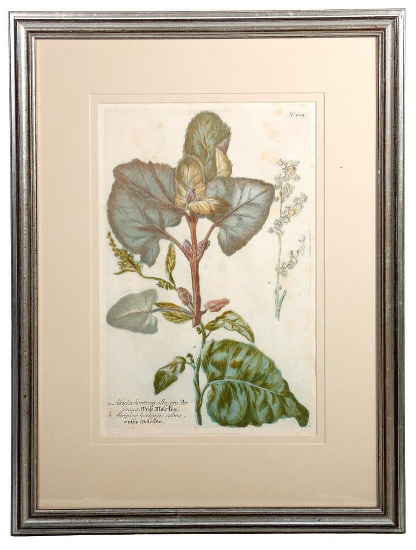 Weinmann Botanical Mezzotint, Red and White Orach (1 of 1)