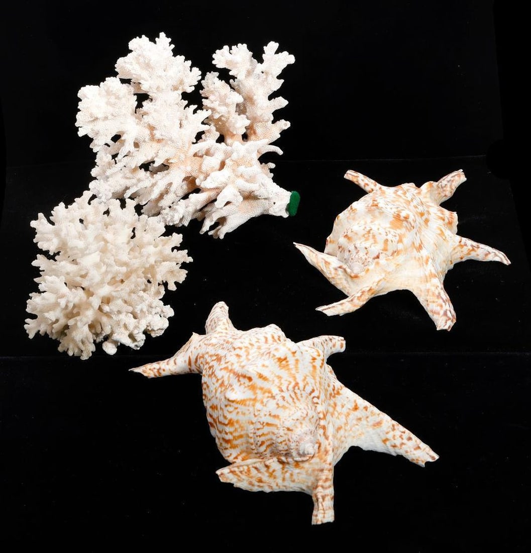 Lot of Decorative Shells and Coral Specimen (1 of 2)