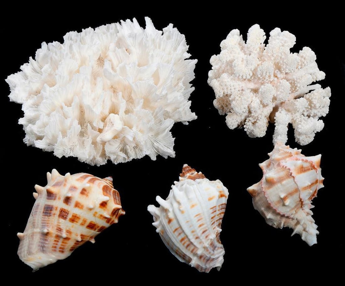 Lot of Decorative Sea Shells and Coral Specimen (1 of 2)