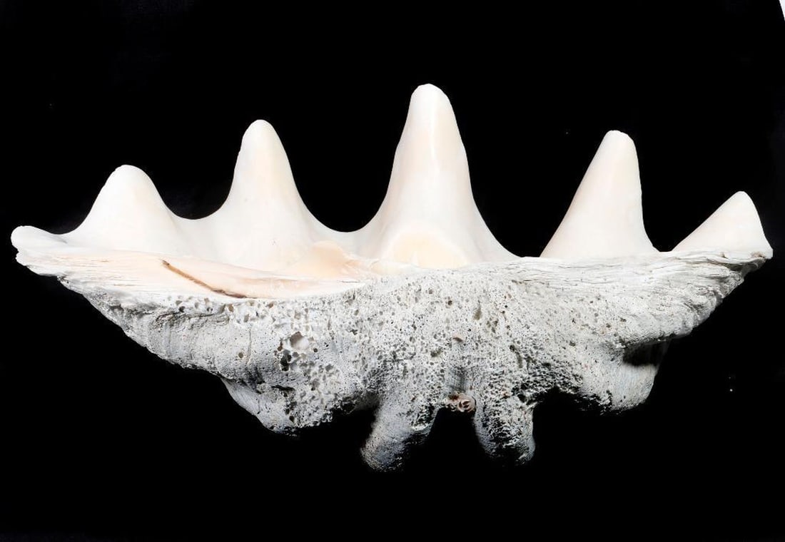Giant Clam Shell and Collection of Smaller Shells (1 of 2)
