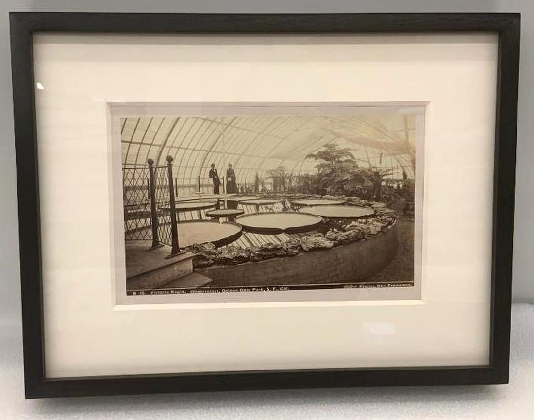 Golden Gate Park Black & White Photograph of Victoria Regia, Observatory: #B15. Dimensions: framed 10" x 13.25" x 1.5" (25.4 x 33.7 x 3.8 cm)