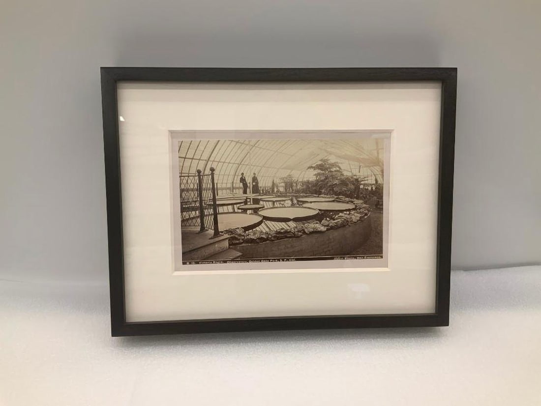 Golden Gate Park Black & White Photograph of Victoria Regia, Observatory - 2