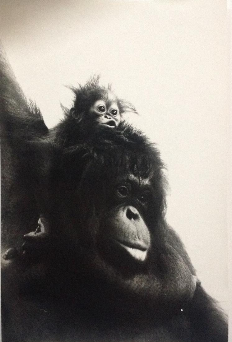 Lee Johnson - Mid Century Photograph (1 of 2)