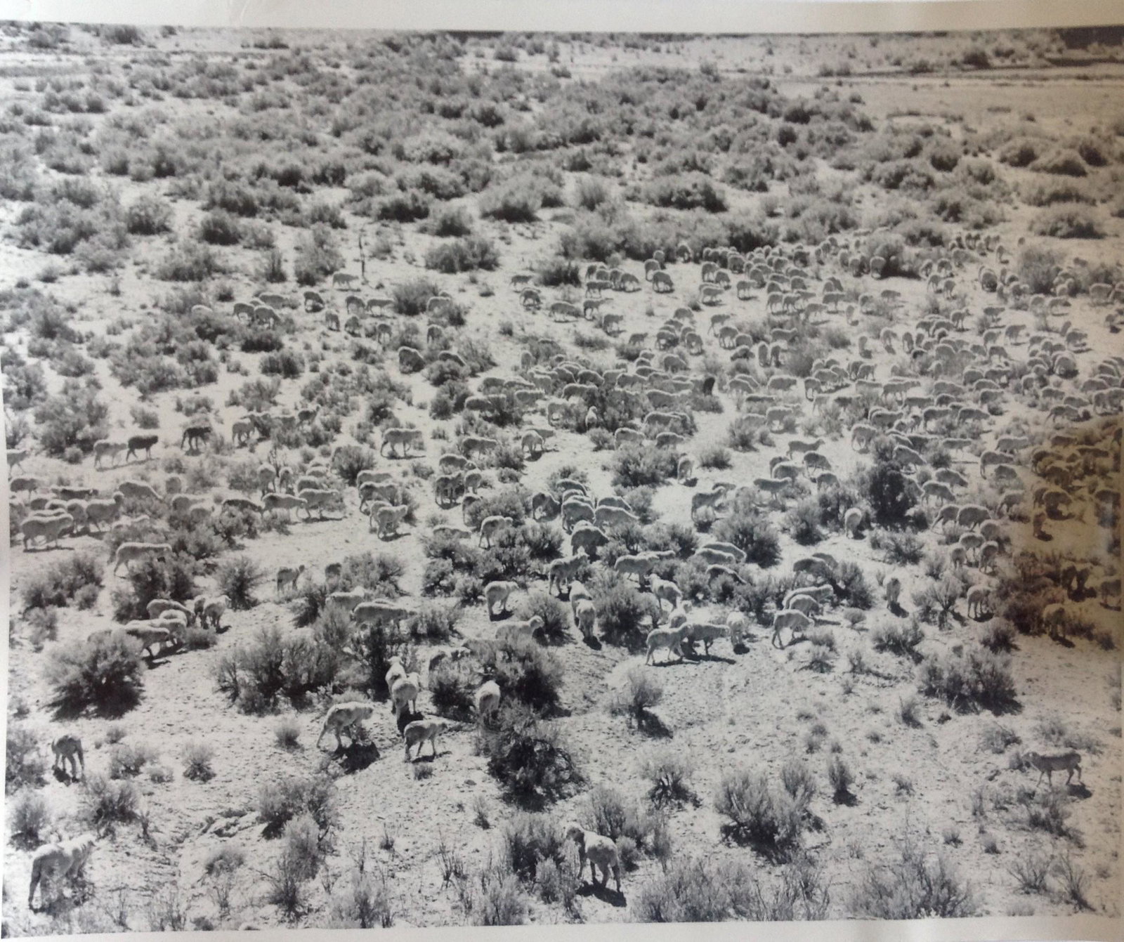 Marguerite Baker Johnson - Mid Century Photograph -: Photographer: Marguerite Baker Johnson "Herd Sheep" 10 x 8" hand signed verso