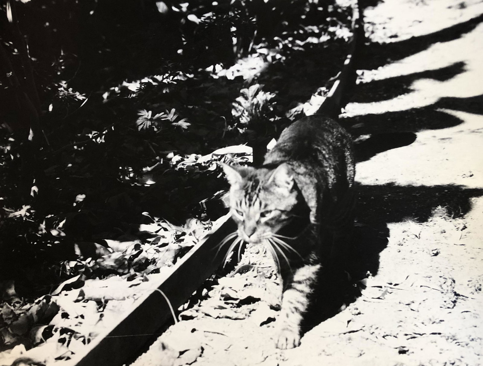 Japan c 1950's cats meow: Japan - image - photography by Howard Mickle, signed verso 8 x 10" heavy stock