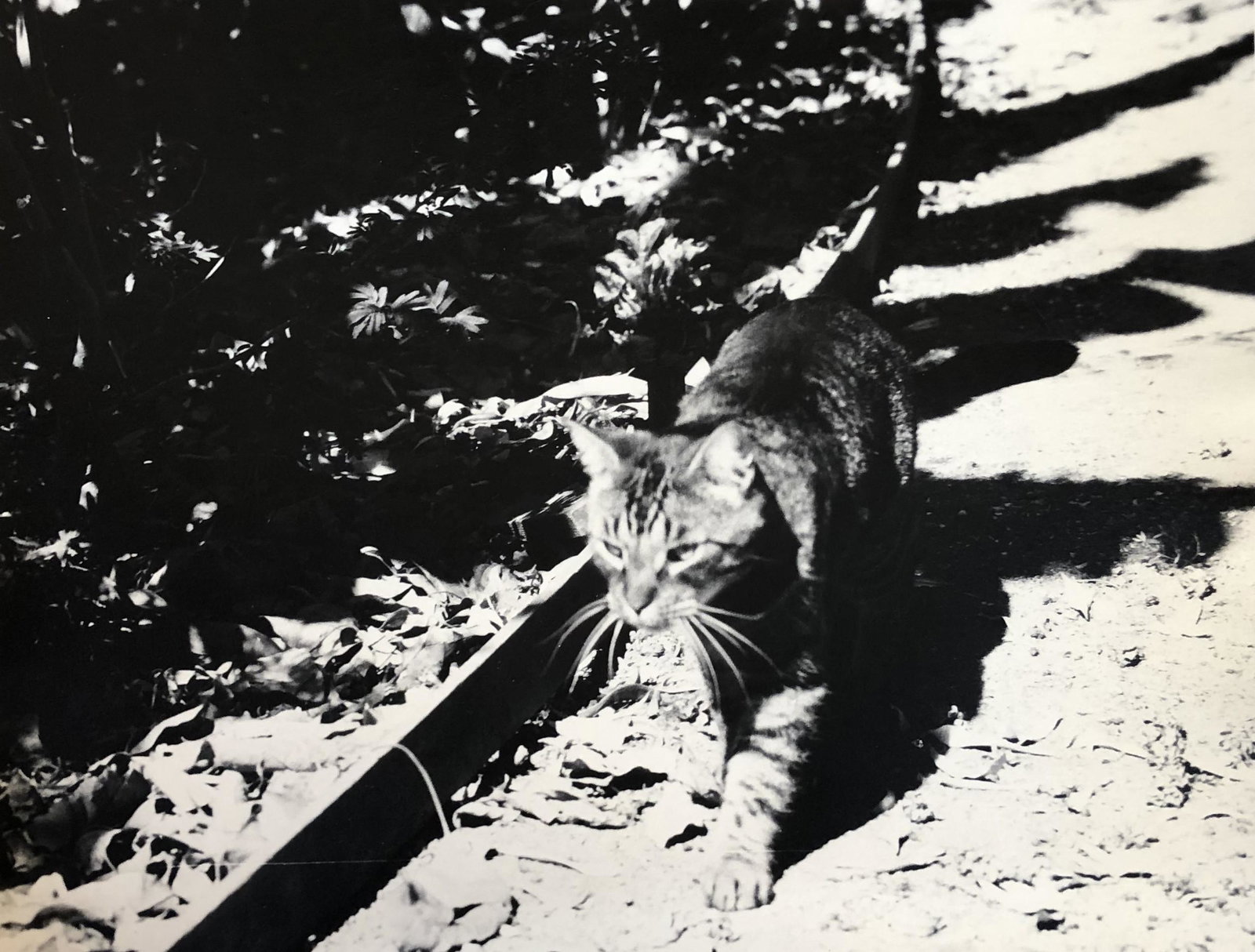 Japan c 1950's cats meow: Japan - image - photography by Howard Mickle, signed verso 8 x 10" heavy stock