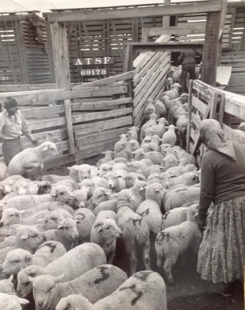 Marguerite Baker Johnson - Mid Century Photograph (1 of 2)