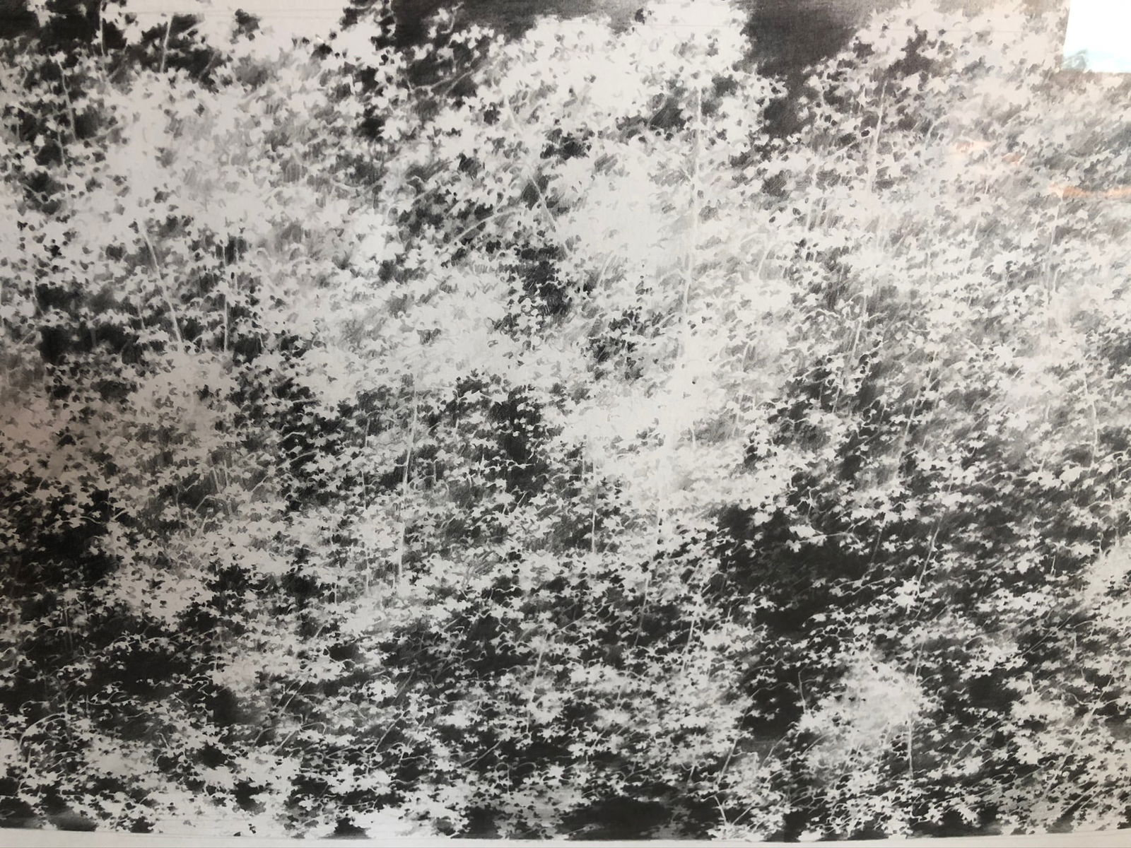 Vitek Marcinkiewicz -Graphite on paper -2006 Signed - 2