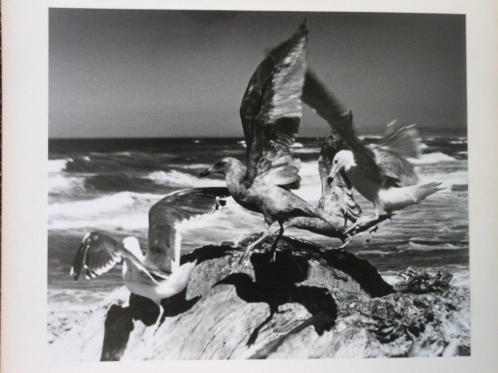 Paul Delmar - What a Flap: Paul Delmar - 1970's vintage black and white photograph, titled on verso, " What A Flap". Dimensions: image 10 7/8" h x 13 1/8" l Board: 20"h x16"l