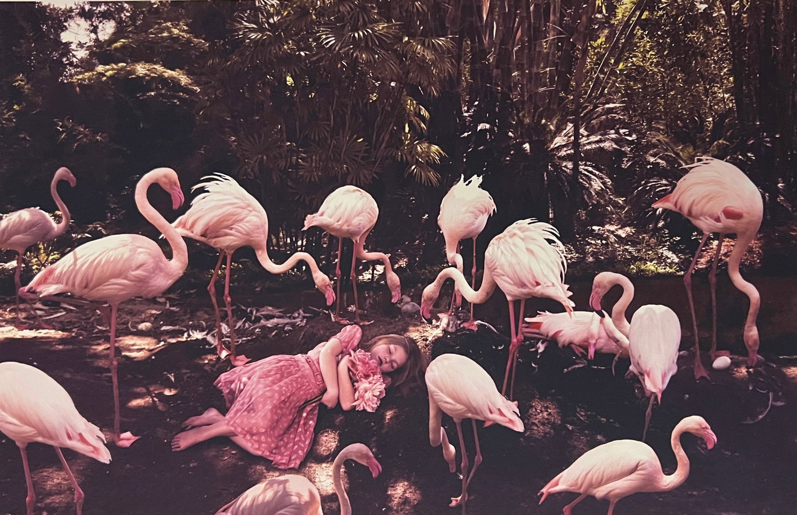 Rene & Radka Limited Edition AP print-young girl in pink lying amongst flock of pink flamingoes: Rena & Radka (Rene Hallen - Germany / Radka Leitmeritz -Czech Rep) Limited Edition proof. Young girl in pink lying amongst a flock of pink flamingoes. Exhibitions in Paris, Slovakia, Italy, NY. 2010 N