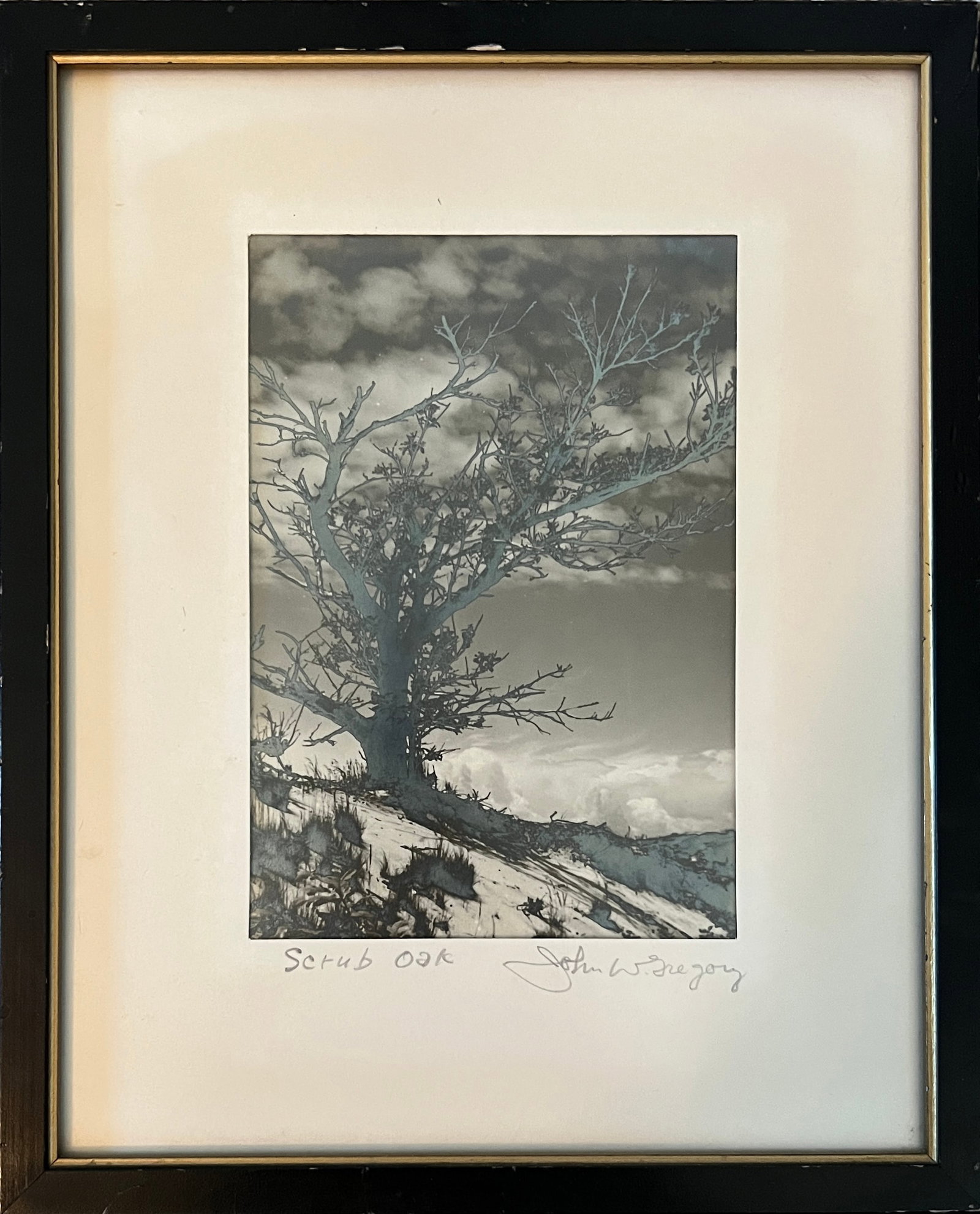 John W Gregory (1903-1992)Gelatin Silver Print: John W Gregory (1902-1992) Title: Scrub Oak . Gelatin Silver Print. Framed: 10 3/4 x 8 3/4 Image: 6 1/4 x 4 3/8" Original frame. Well established photographer with several prints in the Smithsonian pe