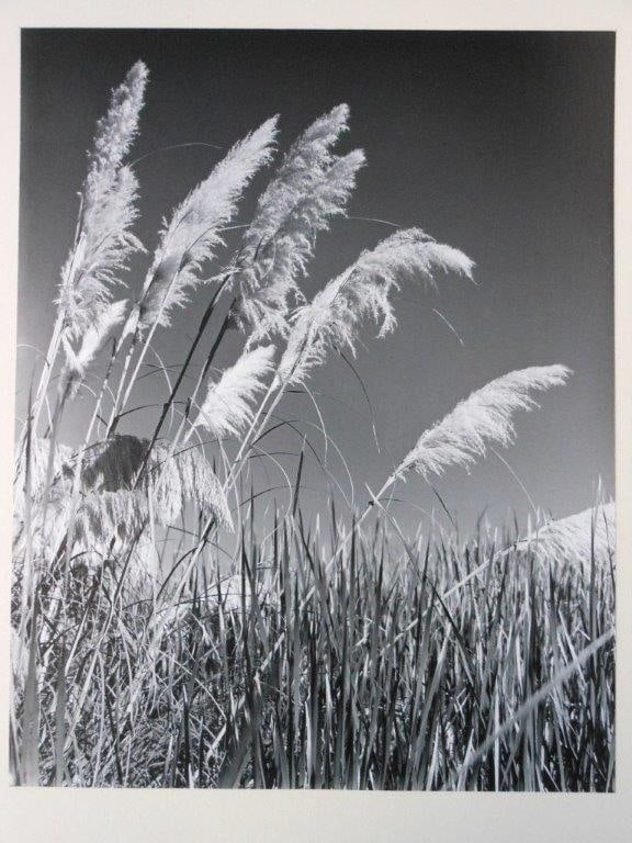 Paul Delmar - Pampas Grass: Paul Delmar - vintage black and white photographs. Titled on verso, " Pampas Grass". This is one of nine dramatic vintage black and white photographs being listed by Paul Delmar, titled on verso, "
