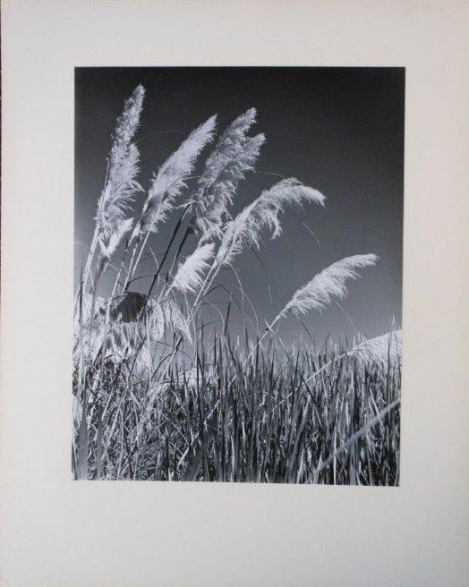 Paul Delmar - Pampas Grass - 2