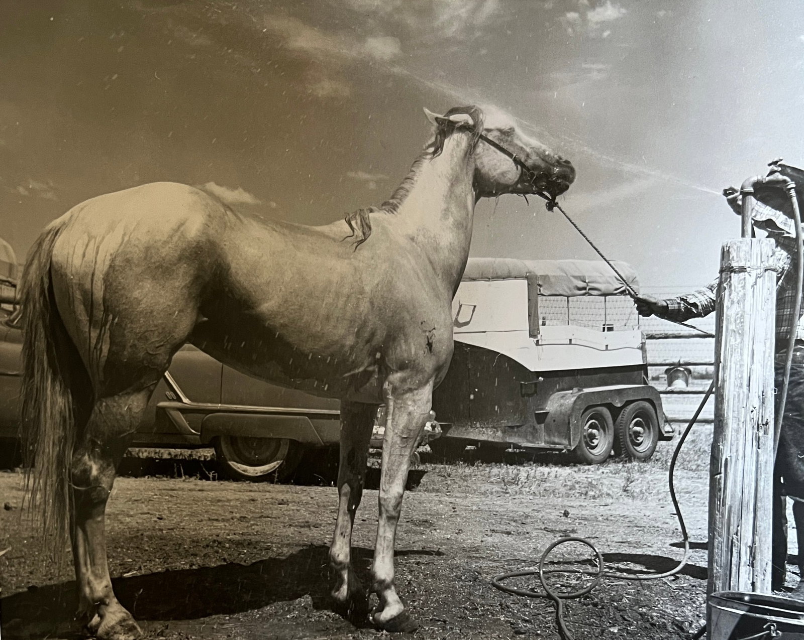 Marguerite Baker Johnson - Mid Century Photograph- Prominent Americana Photographer. Horse being: Photographer : Marguerite Baker Johnson. Black and white Vintage Mid Century Photograph. Dimensions: 7.5 x 9.5" Johnson was a native of Brussles Belgium and was a noted female photographer and photo j