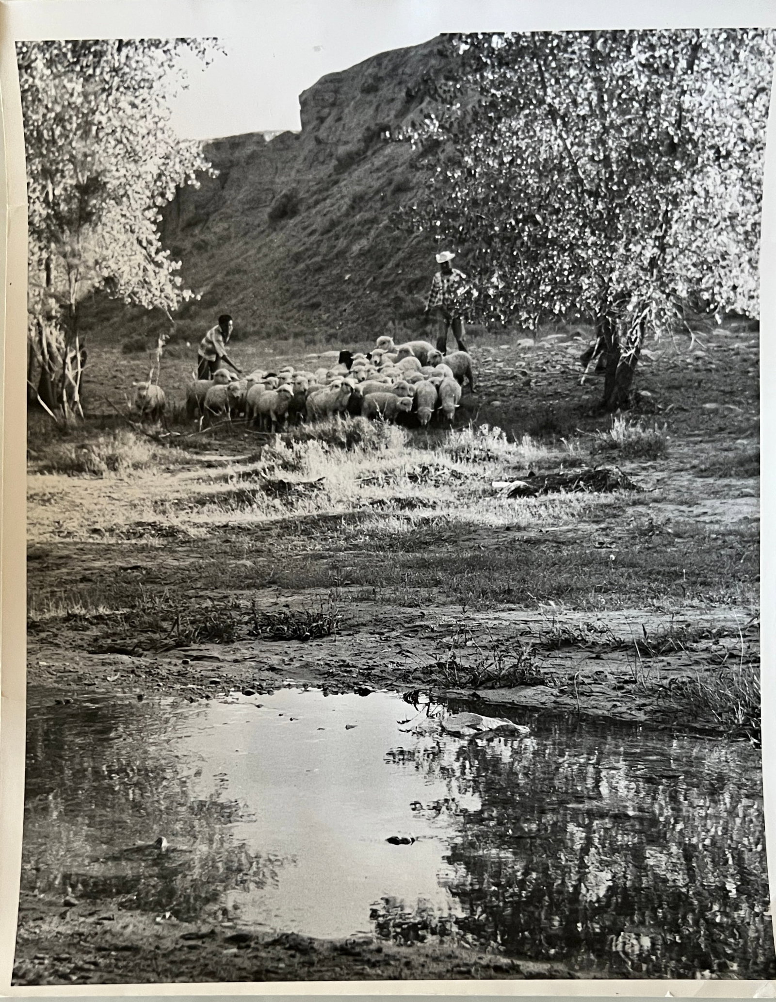 Marguerite Baker Johnson - Mid Century Photograph- Prominent Americana Photographer. Herding Sheep: Photographer : Marguerite Baker Johnson. Black and white Vintage Mid Century Photograph. Dimensions: 10 x 8". Signed Verso. Johnson was a native of Brussles Belgium and was a noted female photographer