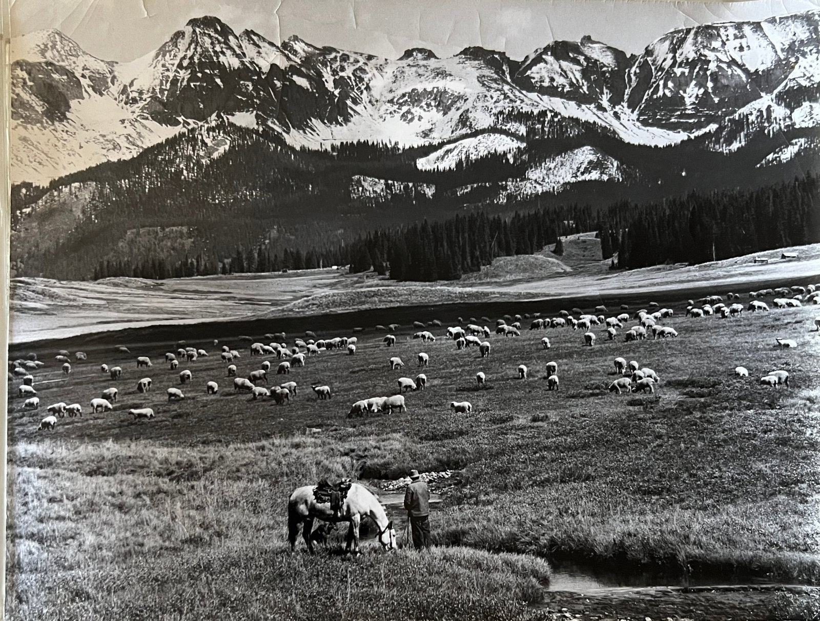 Marguerite Baker Johnson - Mid Century Photograph- Prominent Americana Photographer. Sheep grazing: Photographer : Marguerite Baker Johnson. Black and white Vintage Mid Century Photograph. Dimensions: 1025 x 13.5 Stamped Verso. Johnson was a native of Brussles Belgium and was a noted female photogra