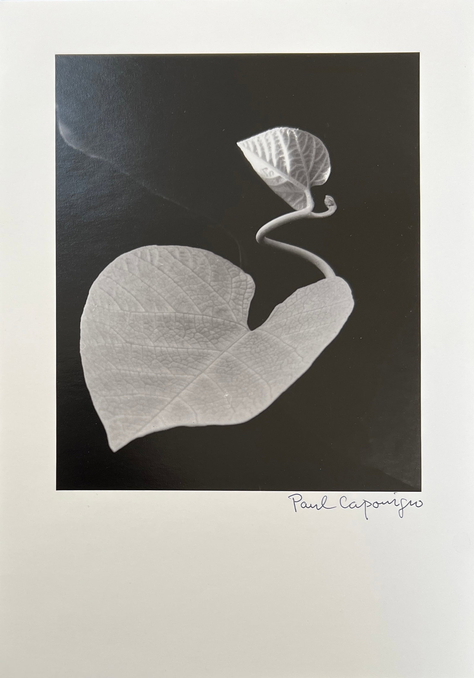 Paul Caponigro- 4 Signed Prints with Annual Greeting Card (1 of 8)