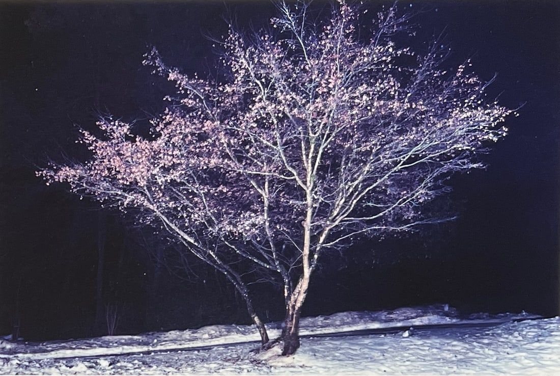 Rene & Radka Limited Edition AP print- Tree in winter: Rena & Radka (Rene Hallen - Germany / Radka Leitmeritz -Czech Rep) Limited Edition proof. Tree in Winter. Exhibitions in Paris, Slovakia, Italy, NY. 2010 National Museum of Photography in Florence sho