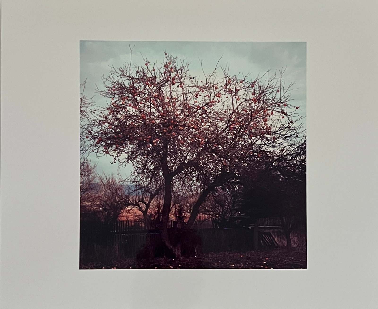 Rene & Radak Limited Edition AP -Beautiful Tree: Rena & Radka (Rene Hallen - Germany / Radka Leitmeritz -Czech Rep) Limited Edition proof. A Beautiful Tre. Exhibitions in Paris, Slovakia, Italy, NY. 2010 National Museum of Photography in Florence sh
