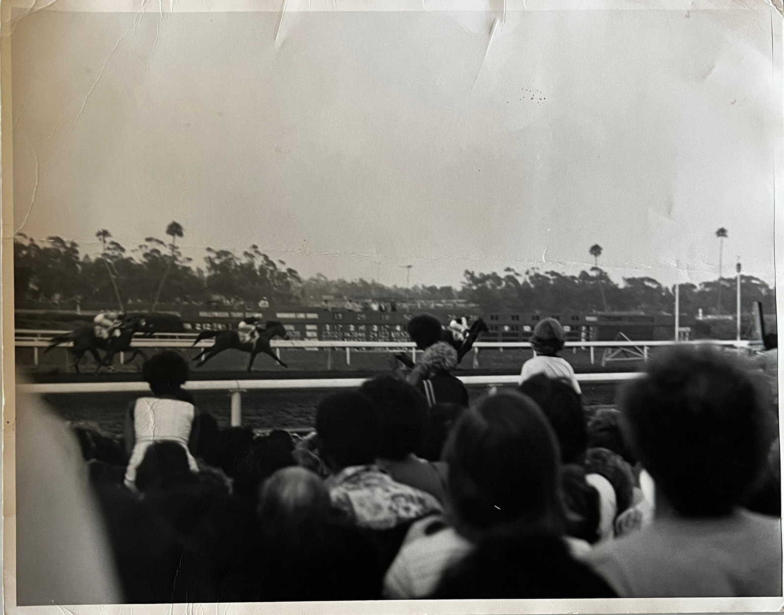Horse Race Seattle Slew 1977 (1 of 2)