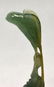 Natural Green Jade Carving Bird W Wood Stand - 3