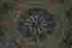 item-61483735=4