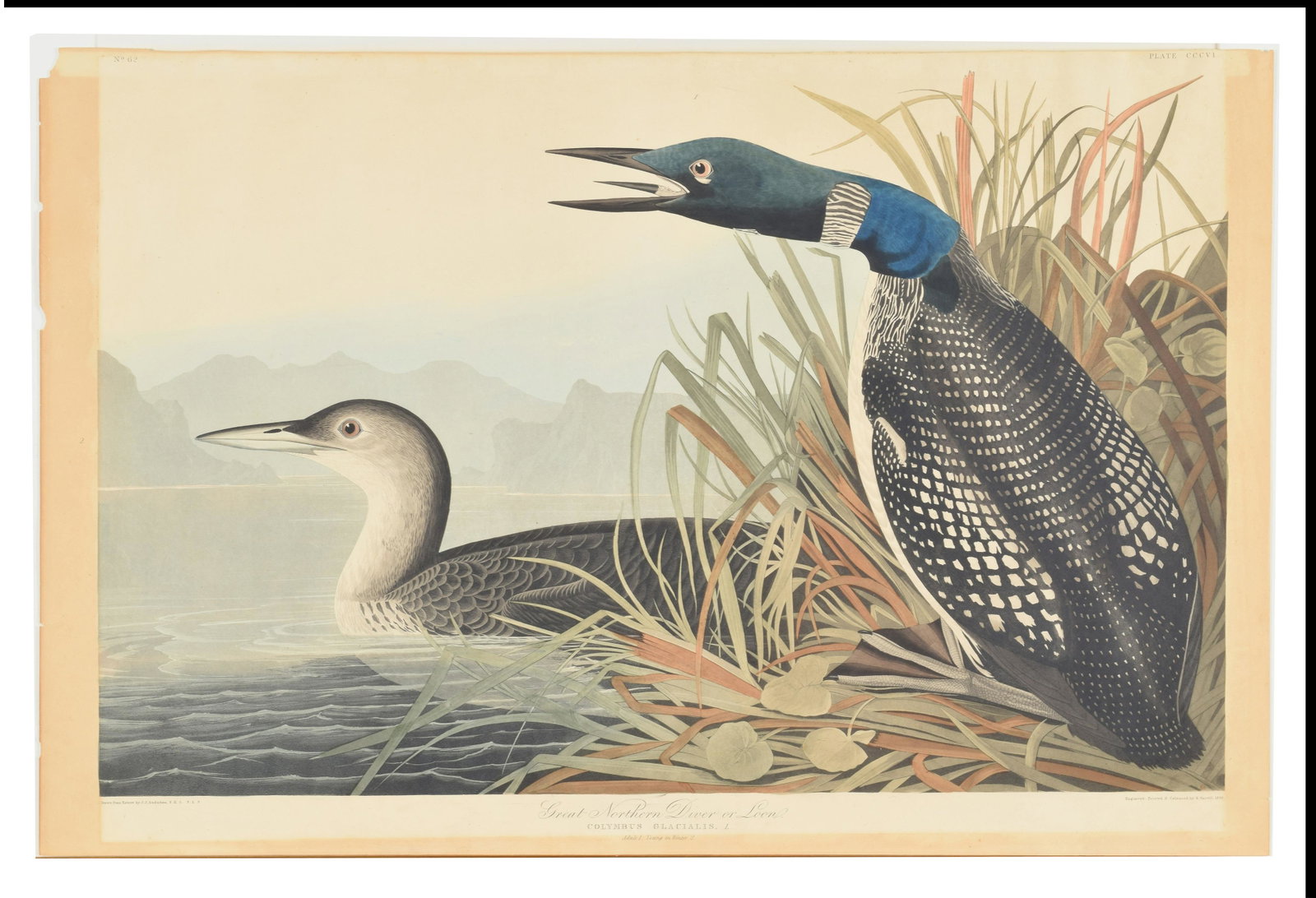 John J. Audubon. Hand colored engraving. “Great: John J. Audubon. Hand colored engraving. “Great Northern Diver or Loon”, “Colymbus Glacialis”. No. 62, plate CCCVI. R. Havell. 1836. Unframed. Paper: 25.25” x 38”. J. Whatman 1838 watermar
