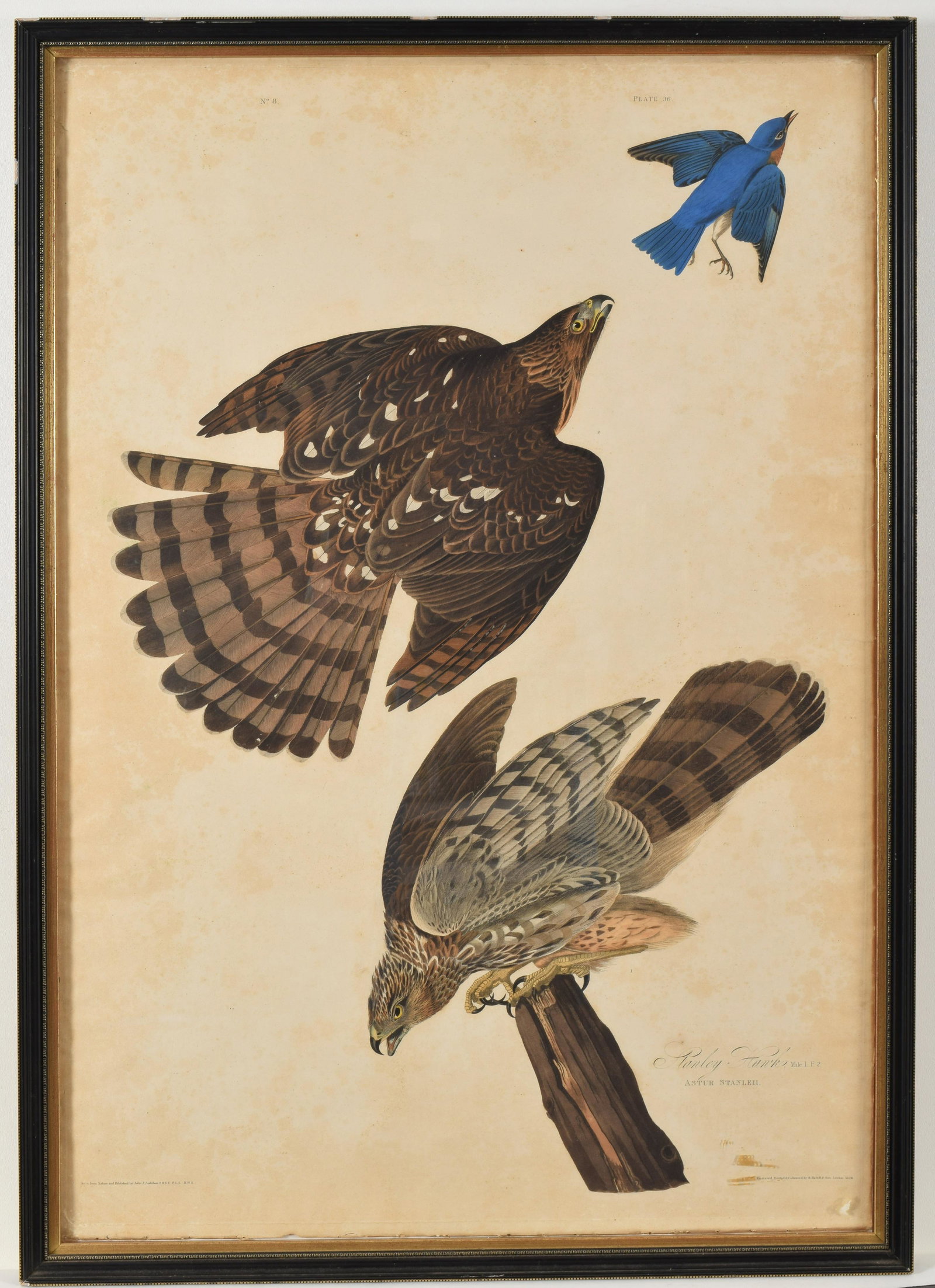 John J. Audubon. Hand colored engraving. “Stanley Hawk,: John J. Audubon. Hand colored engraving. “Stanley Hawk, Astur Stanleii” No. 8, Plate 36. R. Havell, London 1828. Framed under glass. Sight size 38.75 x 26” Overall size 41.25 x 28.5&