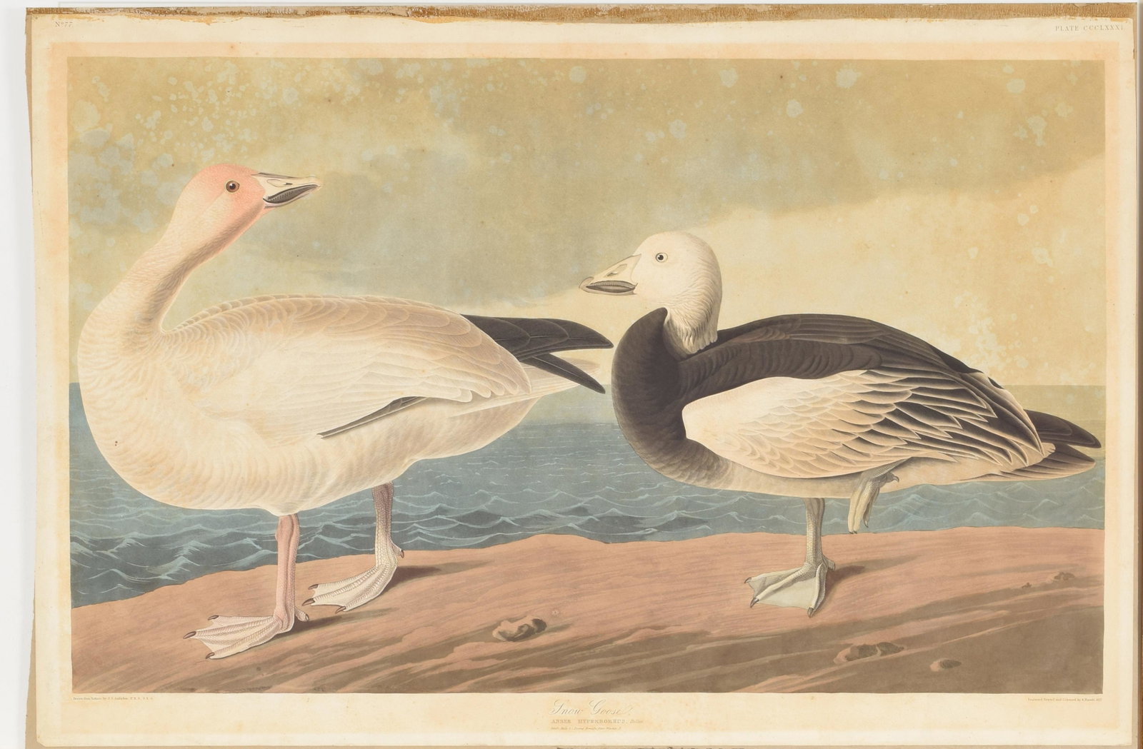 John J. Audubon. Hand colored engraving. “Snow Goose”,: John J. Audubon. Hand colored engraving. “Snow Goose”, “Anser Hyperboreus”. No. 77, plate CCCLXXXI. R. Havell. 1837. Unframed. Paper: 25.25” x 38.12”. Spots, overal
