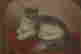 item-97125346=2