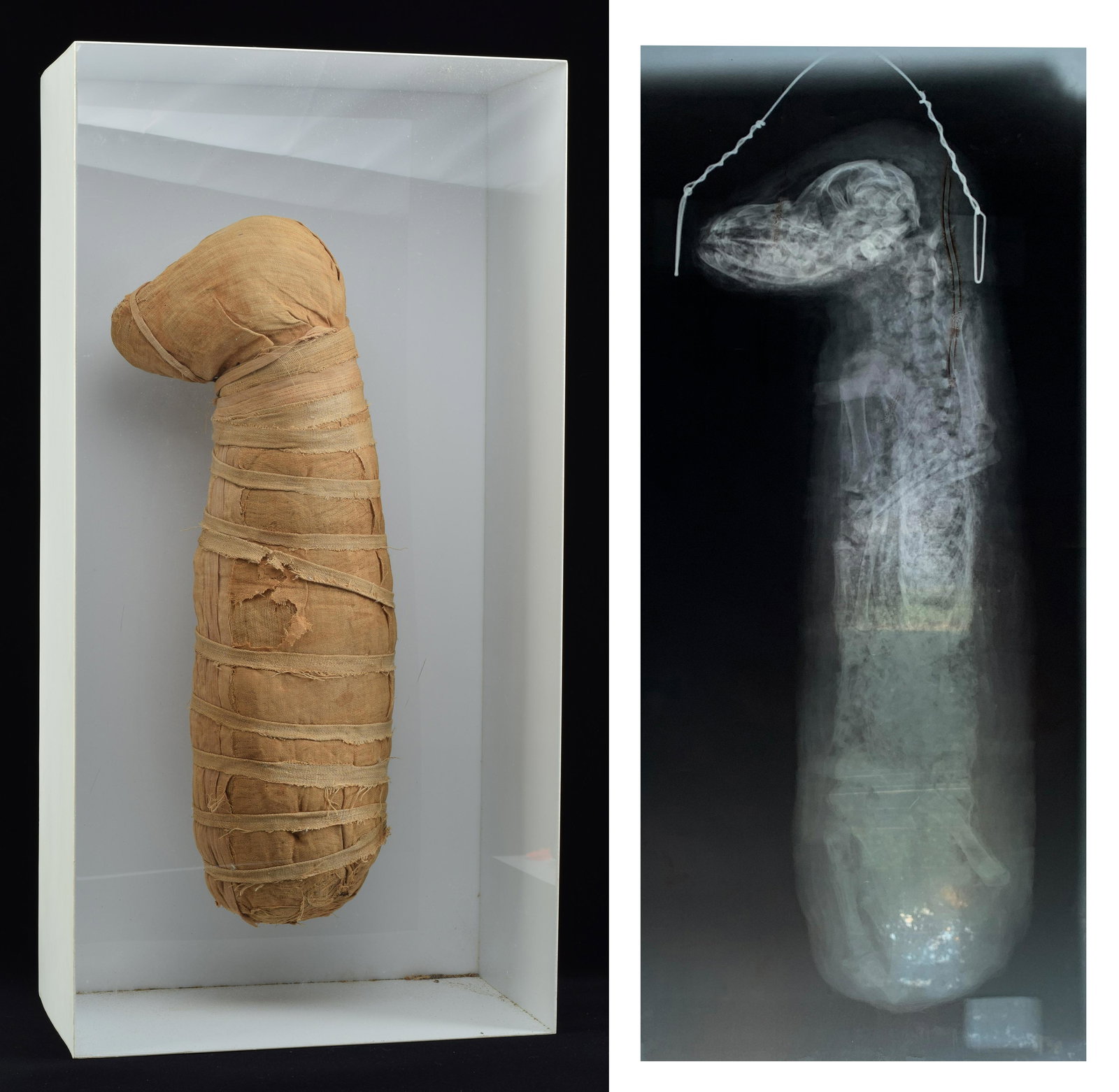 Mummified animal, late dynastic period. Possibly a dog. Cartonage wrapped Mounted in a shadow box.: Mummified animal, late dynastic period. Possibly a dog. Cartonage wrapped Mounted in a shadow box. Accompanied by an x-ray. Height 18.5 in. From the collection of Dr. Bruce L. Ralston, Tuxedo Park N.Y
