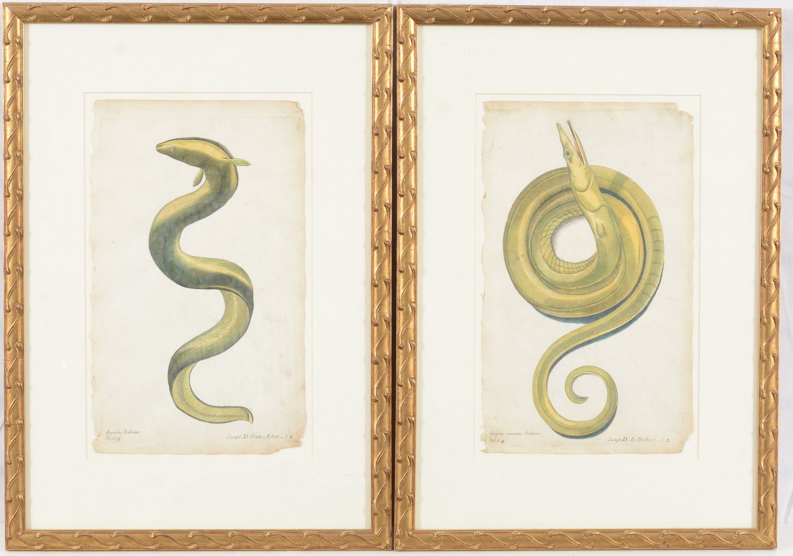 2 18th century hand colored engravings of eels. 1) Anguila Salviani. 2) Serpens marinus Salviani. (1 of 6)