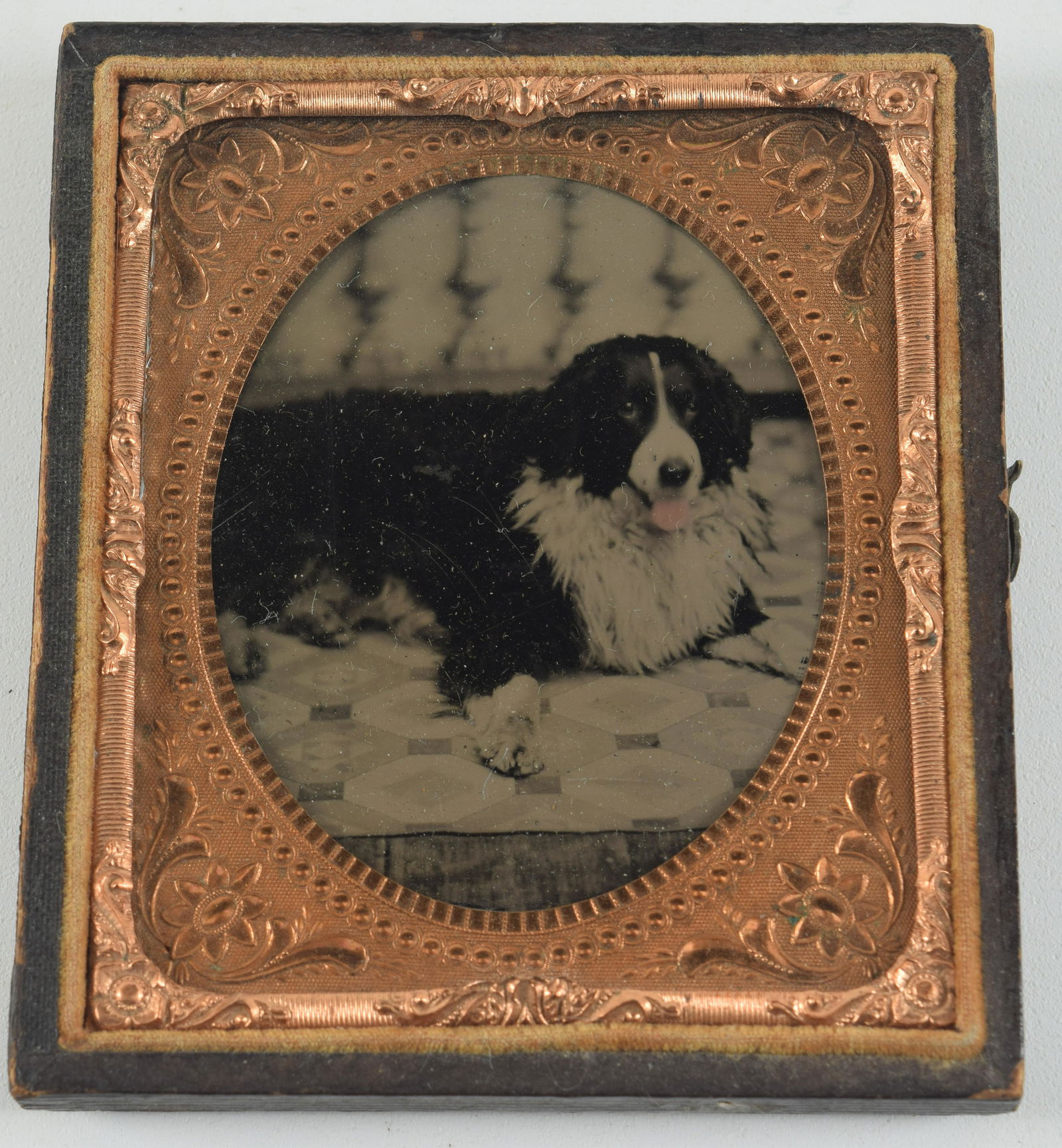 Sixth plate ambrotype of shepherd dog lying down with pink tinted tongue hanging out. Depicted on a (1 of 3)