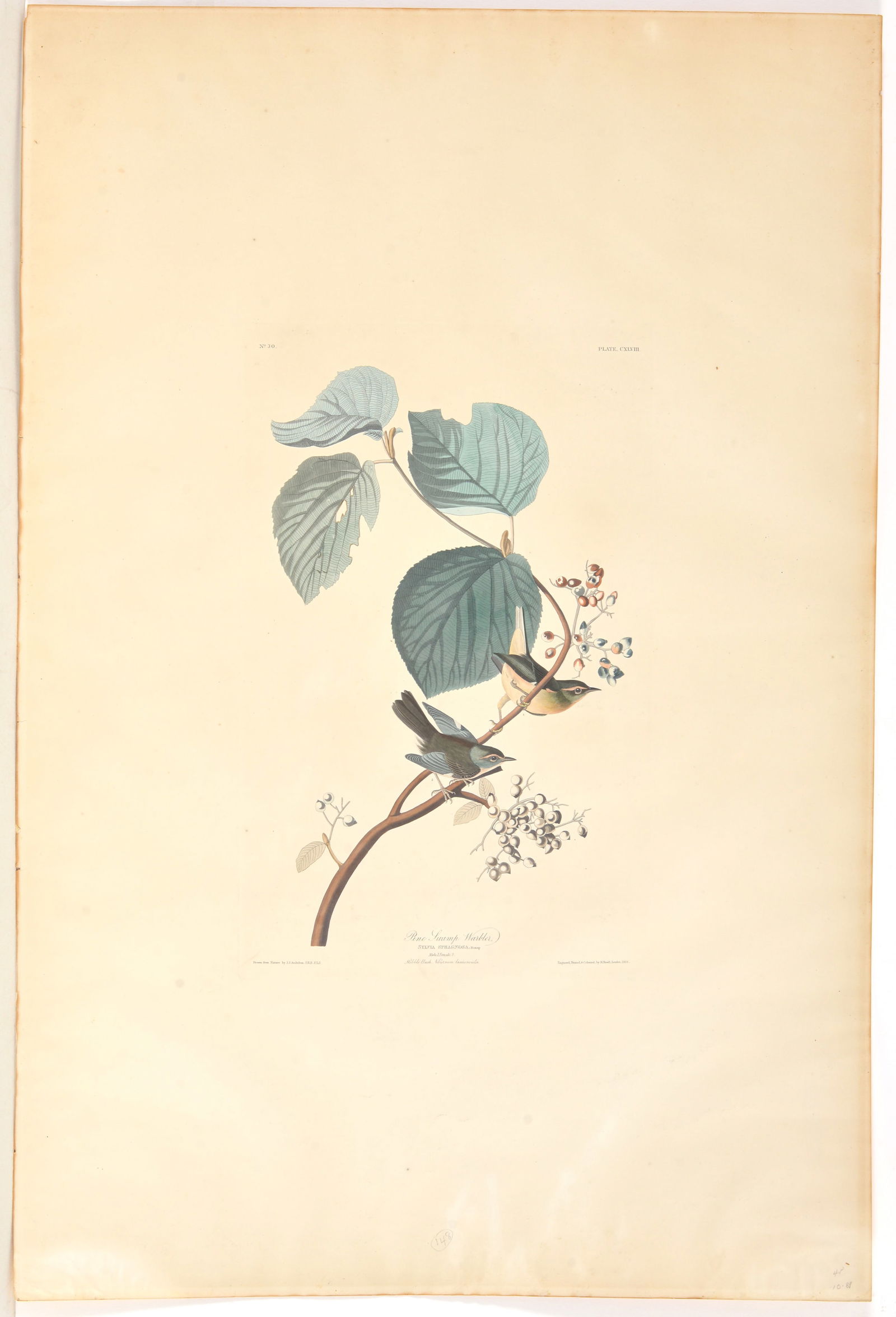 After John James Audubon (American, 1783-1851) Pine Swamp Warbler. Hand colored aquatint. Engraved, (1 of 7)