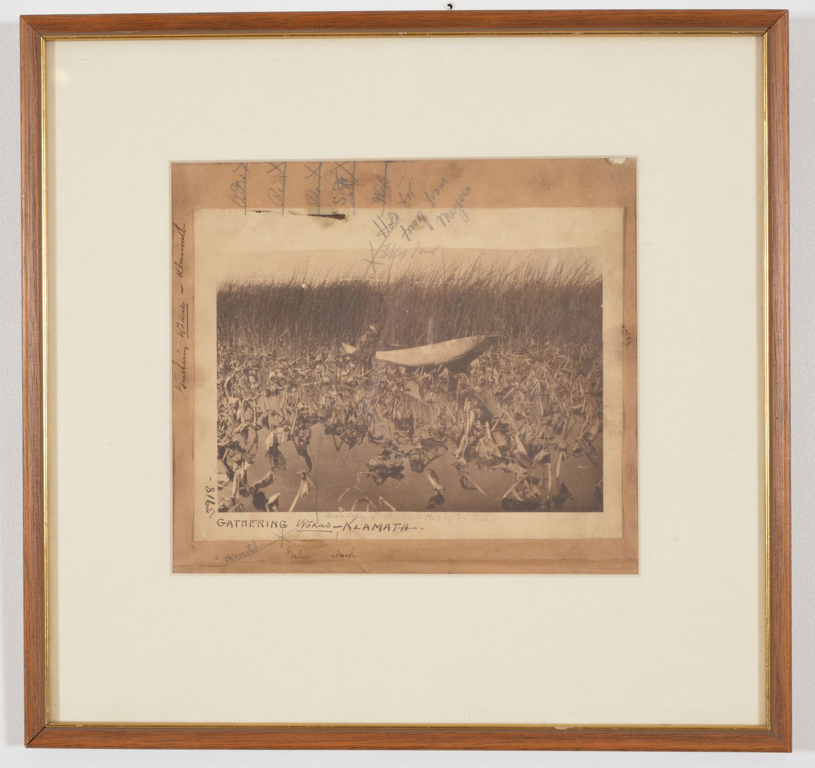 Edward S. Curtis publishers mock up photogravure. Gathering Wokas - Klamath. Penciling and ink (1 of 6)