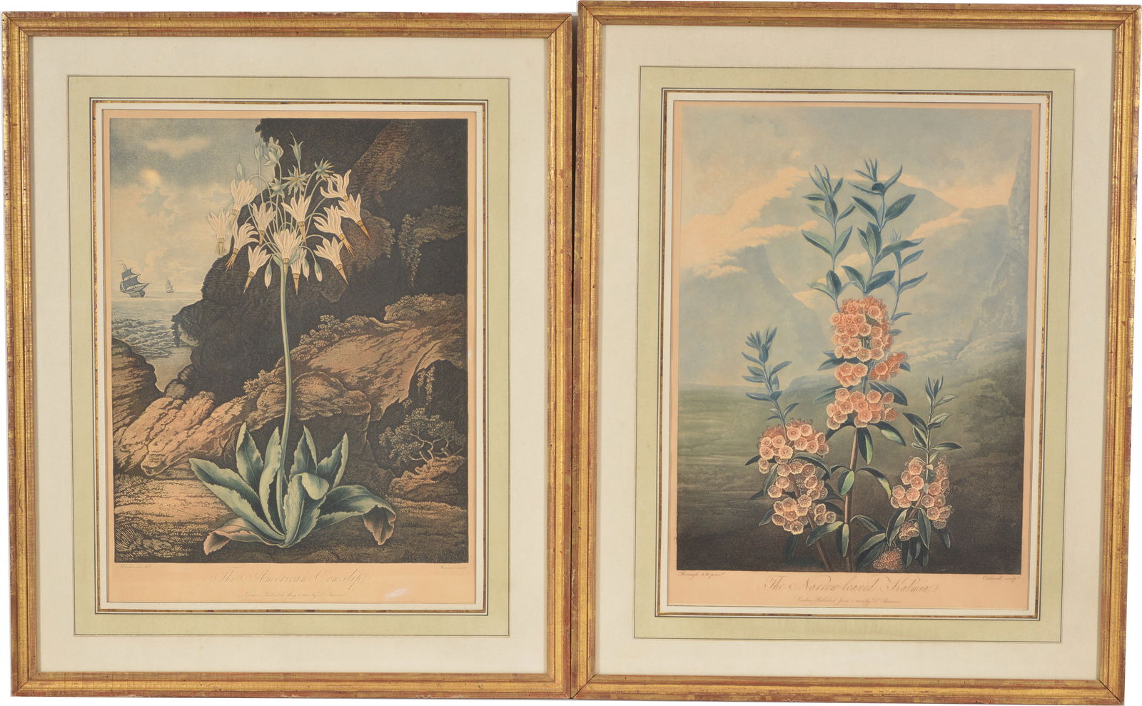 Robert John Thornton. 2 Colored aquatints from The Temple of Flora. Cowslip and Narrow Leaved: Robert John Thornton. 2 Colored aquatints from The Temple of Flora. Cowslip and Narrow Leaved Kalmia. London, early 19th Century. Framed and matted. Toning. Sight size 19.5 x 14.5 in and 20 x 14.5 in.