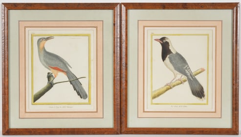 2 Francois Nicholas Martinet color engravings from Histoire Naturelle des Oiseaux, late 18th