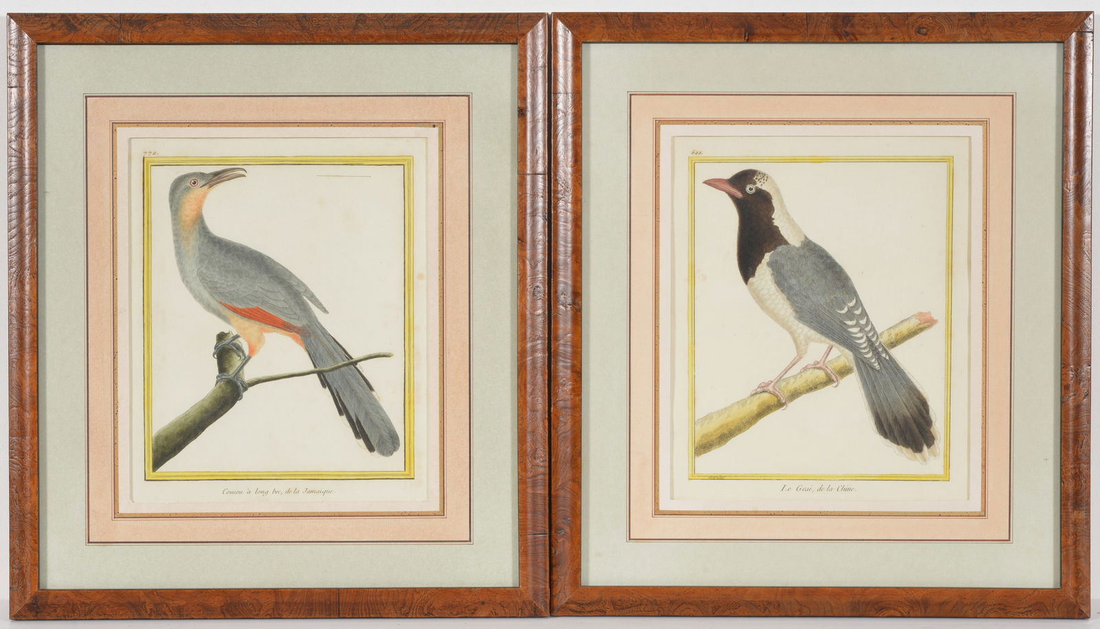 2 Francois Nicholas Martinet color engravings from Histoire Naturelle des Oiseaux, late 18th (1 of 6)