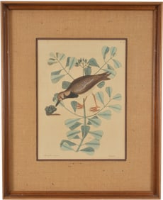 Mark Catesby colored bird print, Merinellus Mainus. Toning. Framed and matted. Sight 14 x 10.5 in,