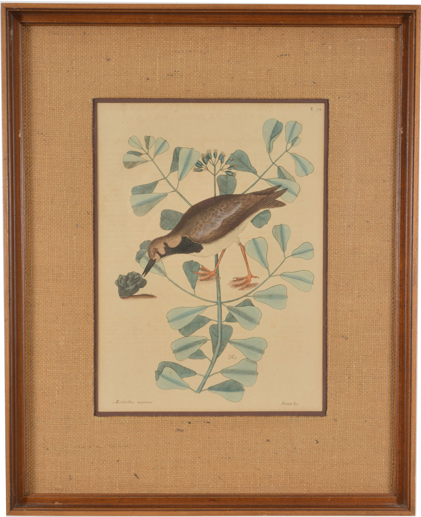Mark Catesby colored bird print, Merinellus Mainus. Toning. Framed and matted. Sight 14 x 10.5 in, (1 of 6)