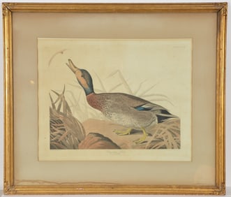 John James Audubon. "Bemaculated Duck". Hand colored engraving with aquatint. From "Birds of