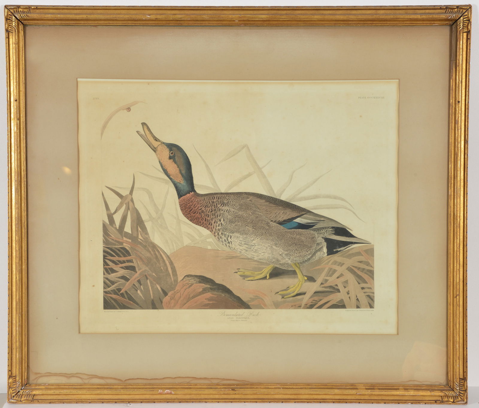 John James Audubon. "Bemaculated Duck". Hand colored engraving with aquatint. From "Birds of (1 of 8)