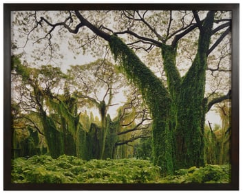Andrew Moore. "El Bosque de la Habana, Cuba" [Almendares Park, Havana, Cuba]. 1999. Edition 1/5.